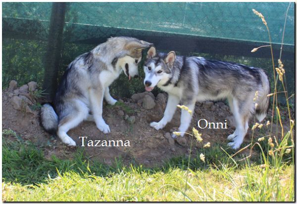 Tazanna 7-2010 4.jpg